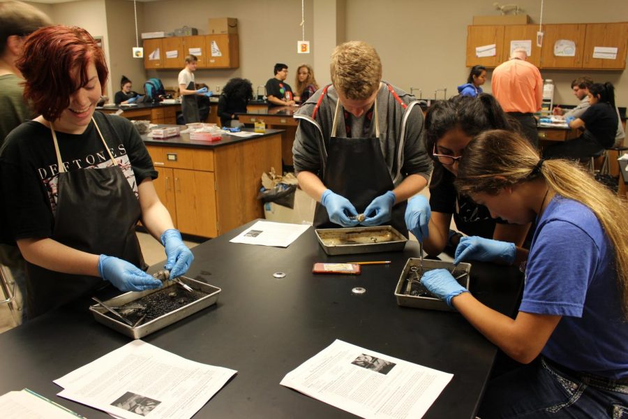 Juniors Hailey Brown, Jackson Traywick, Vanessa Zarazua and Destiny Mendez work on their cow eye samples.