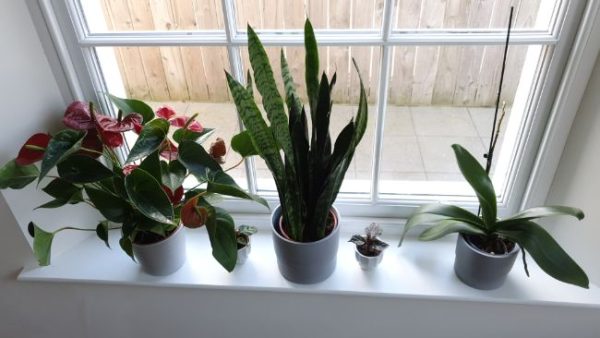 Living Decor: Why You Need Indoor Plants